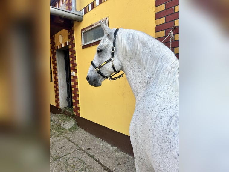 Lipizzaner Ruin 7 Jaar 163 cm Schimmel in Velika Kopanica