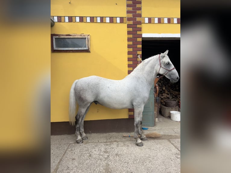 Lipizzaner Ruin 7 Jaar 163 cm Schimmel in Velika Kopanica