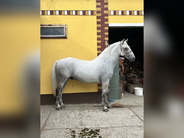 Lipizzaner Ruin 7 Jaar 163 cm Schimmel in Velika Kopanica