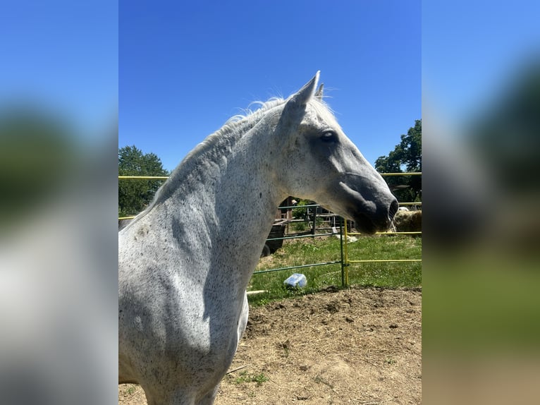 Lipizzaner Ruin 7 Jaar 163 cm Schimmel in Velika Kopanica