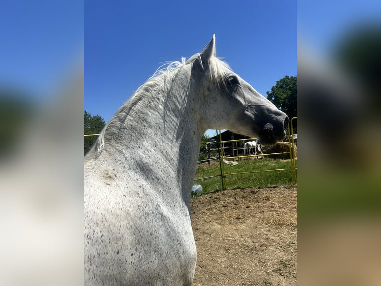 Lipizzaner Ruin 7 Jaar 163 cm Schimmel in Velika Kopanica