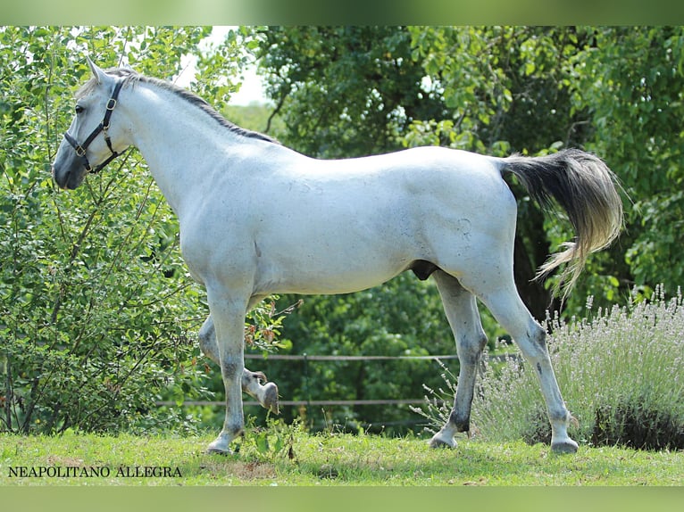 Lipizzaner Ruin 8 Jaar 155 cm Schimmel in Ptuj