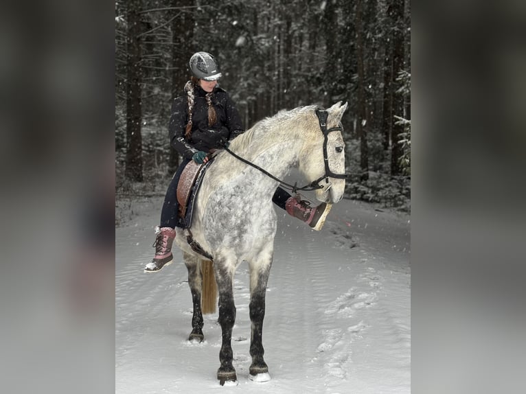Lipizzaner Ruin 8 Jaar 157 cm Appelschimmel in Straßburg