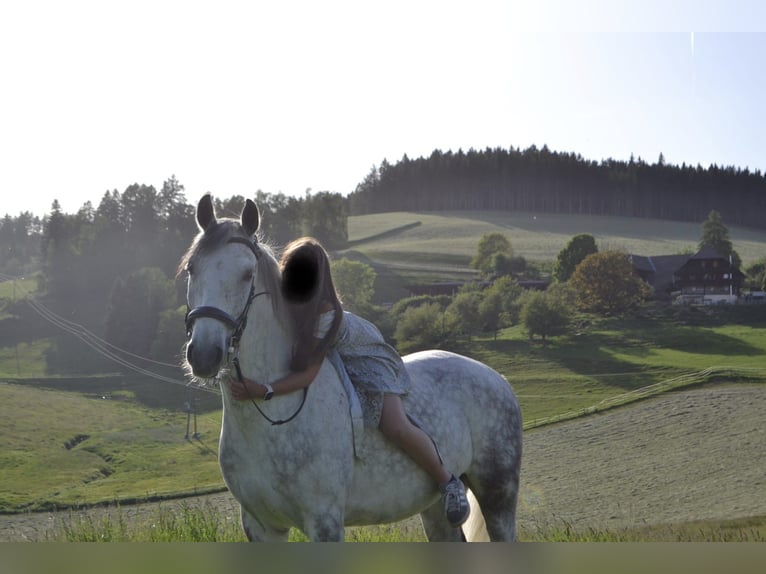 Lipizzaner Ruin 8 Jaar 157 cm Appelschimmel in Straßburg