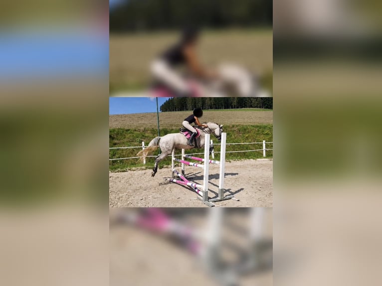 Lipizzaner Ruin 8 Jaar 157 cm Appelschimmel in Straßburg