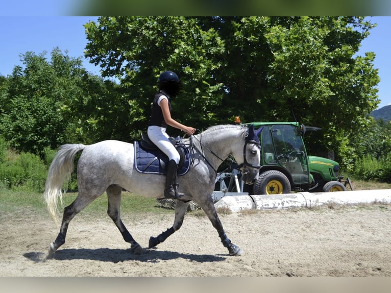 Lipizzaner Ruin 8 Jaar 157 cm Appelschimmel in Straßburg