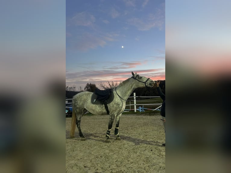 Lipizzaner Ruin 8 Jaar 157 cm Appelschimmel in Straßburg