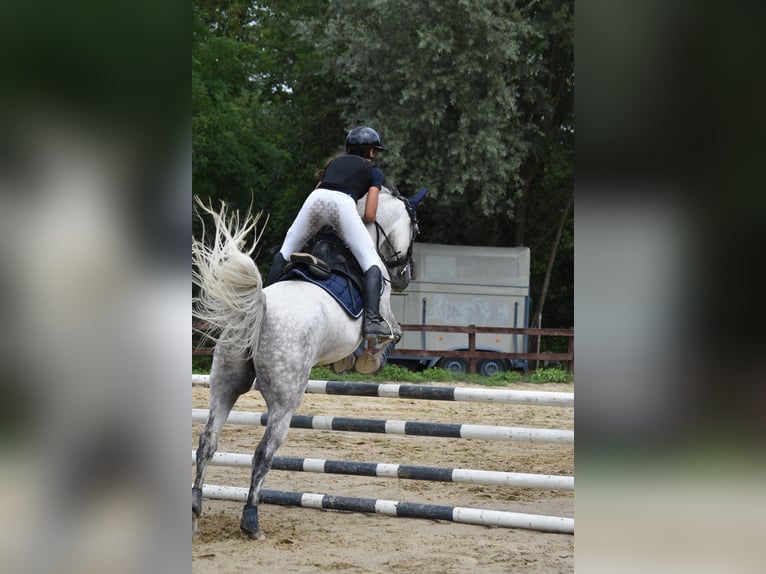 Lipizzaner Ruin 8 Jaar 157 cm Appelschimmel in Straßburg