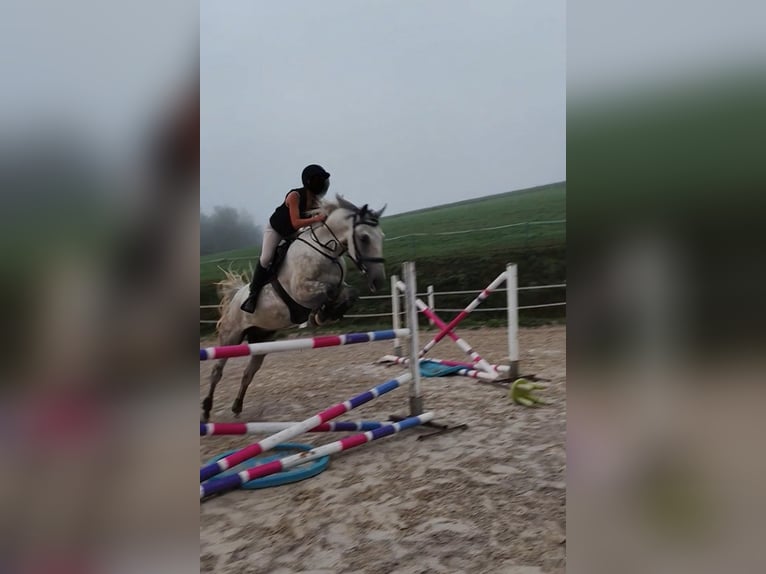 Lipizzaner Ruin 8 Jaar 157 cm Appelschimmel in Straßburg