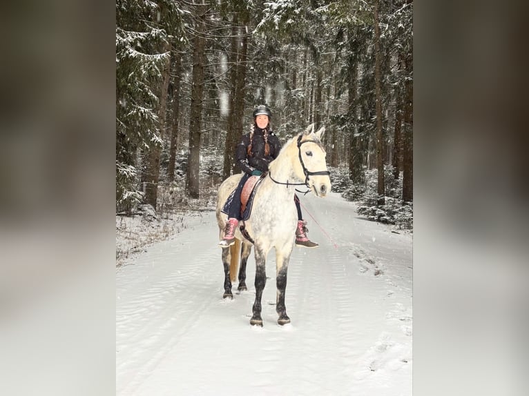 Lipizzaner Ruin 8 Jaar 157 cm Appelschimmel in Straßburg