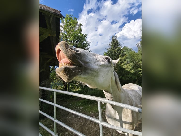 Lipizzaner Ruin 8 Jaar 157 cm Appelschimmel in Straßburg