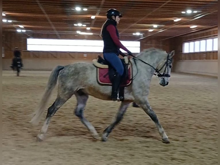Lipizzaner Ruin 8 Jaar 158 cm in Wels