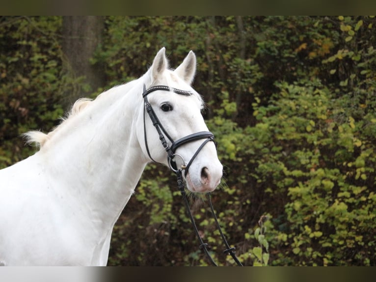 Lipizzaner Ruin 8 Jaar 158 cm Schimmel in Herborn