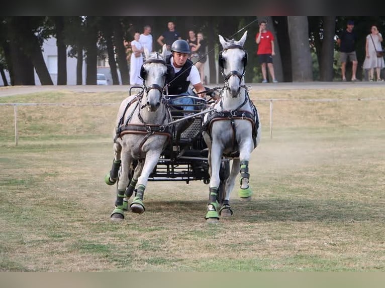 Lipizzaner Ruin 8 Jaar 160 cm Schimmel in Vinkovci