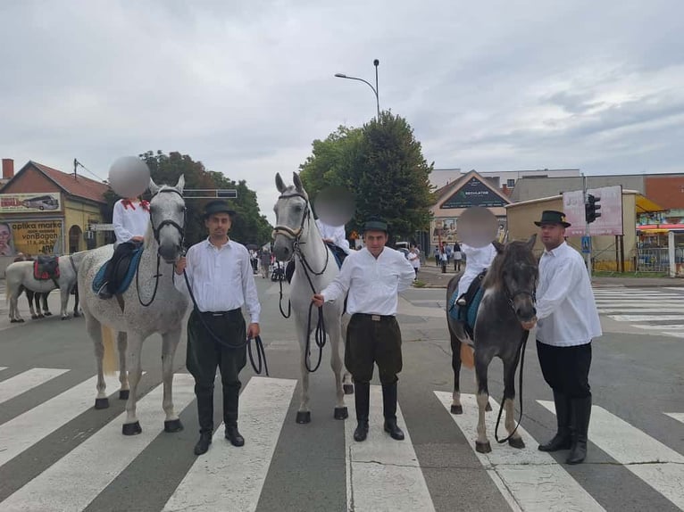 Lipizzaner Ruin 8 Jaar 160 cm Schimmel in Vinkovci