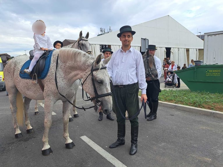 Lipizzaner Ruin 8 Jaar 160 cm Schimmel in Vinkovci