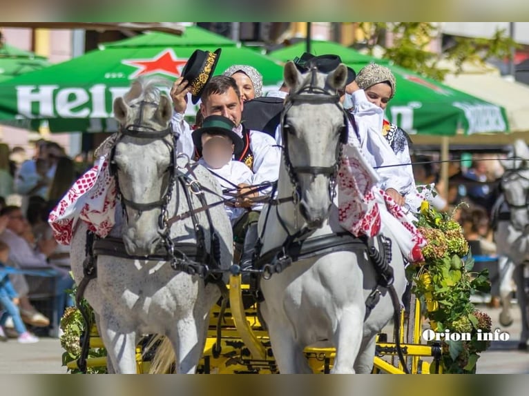 Lipizzaner Ruin 8 Jaar 160 cm Schimmel in Vinkovci