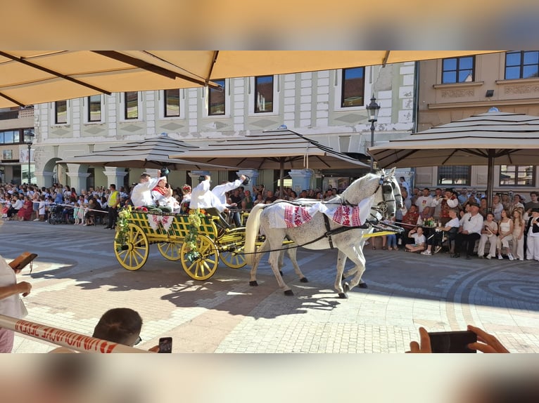 Lipizzaner Ruin 8 Jaar 160 cm Schimmel in Vinkovci