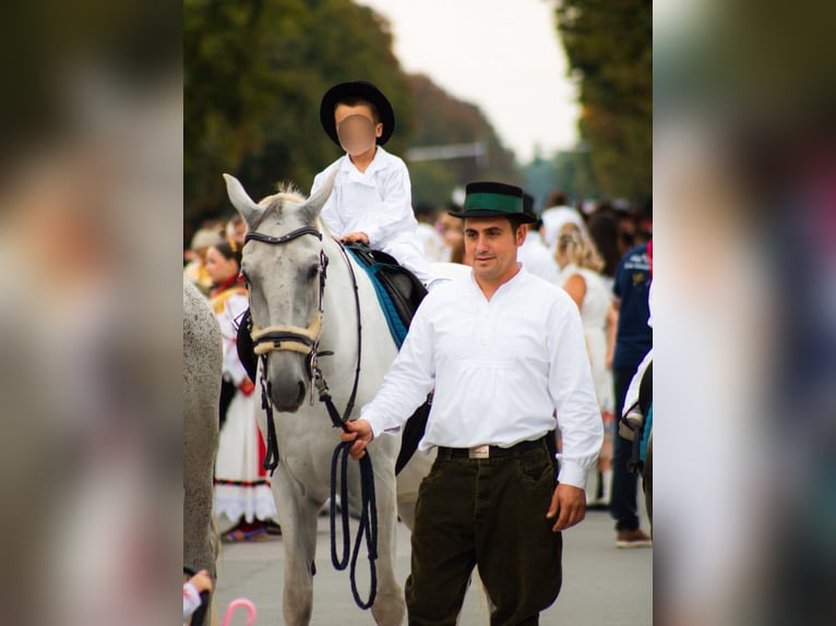 Lipizzaner Ruin 8 Jaar 160 cm Schimmel in Vinkovci