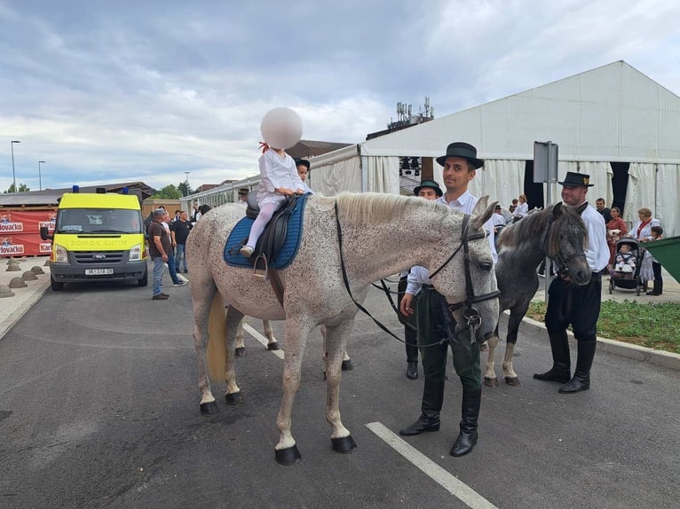 Lipizzaner Ruin 8 Jaar 160 cm Schimmel in Vinkovci
