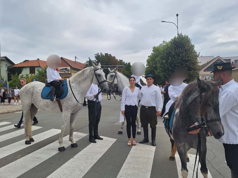 Lipizzaner Ruin 8 Jaar 160 cm Schimmel in Vinkovci