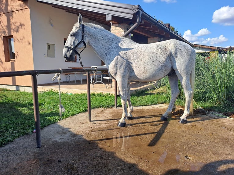 Lipizzaner Ruin 8 Jaar 160 cm Schimmel in Vinkovci