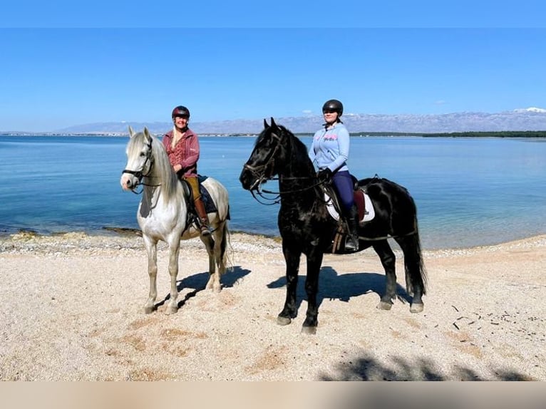 Lipizzaner Mix Ruin 8 Jaar 163 cm Zwart in Zadar