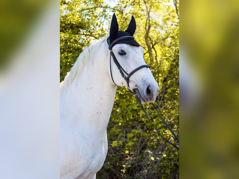 Lipizzaner Ruin 8 Jaar 164 cm Schimmel in Götzendorf an der Leitha