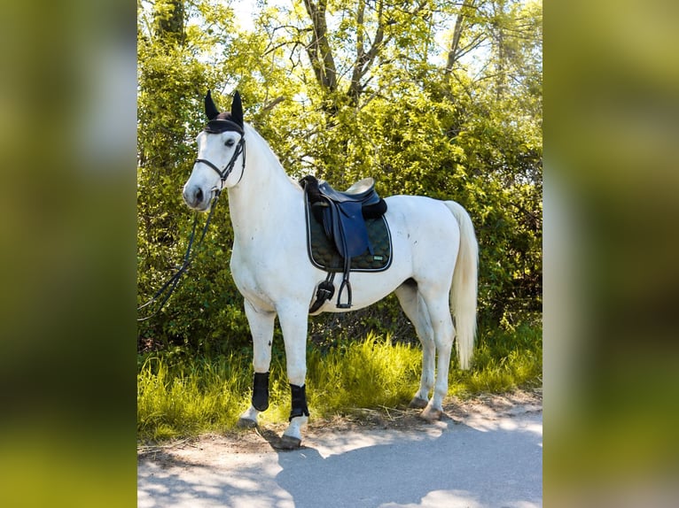 Lipizzaner Ruin 8 Jaar 164 cm Schimmel in Götzendorf an der Leitha