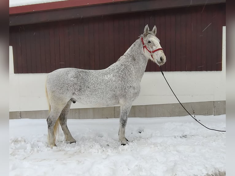 Lipizzaner Ruin 8 Jaar 165 cm Vliegenschimmel in Lembach