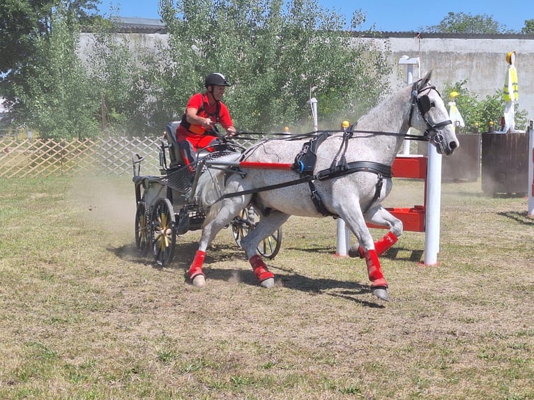Lipizzaner Ruin 8 Jaar 165 cm Vliegenschimmel in Lembach