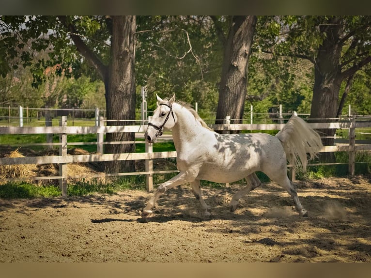 Lipizzaner Ruin 8 Jaar 170 cm Schimmel in Taszár