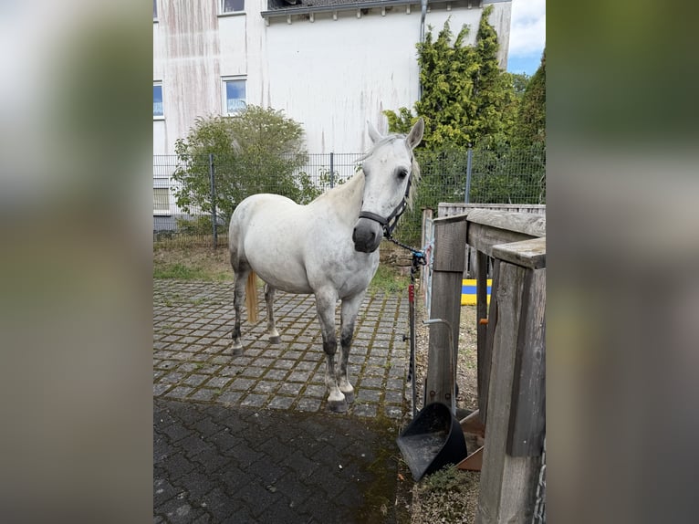 Lipizzaner Mix Ruin 9 Jaar 150 cm Appelschimmel in Blankenheim