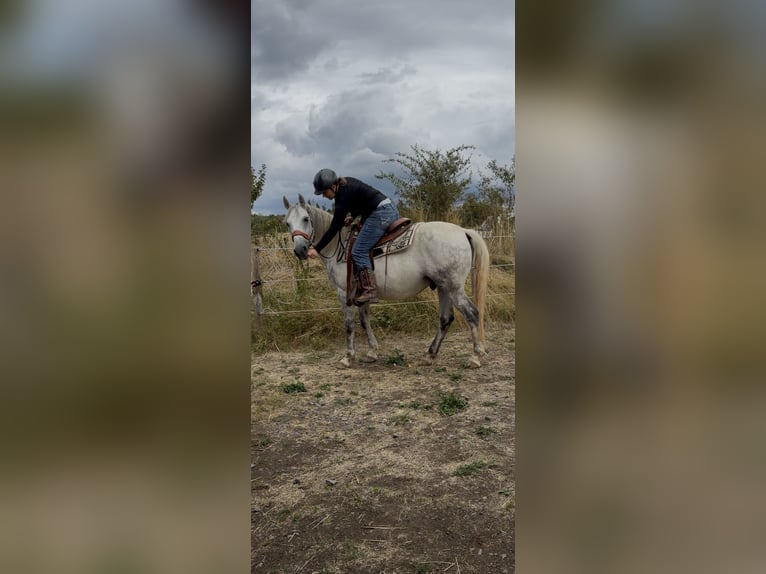Lipizzaner Mix Ruin 9 Jaar 150 cm Appelschimmel in Blankenheim