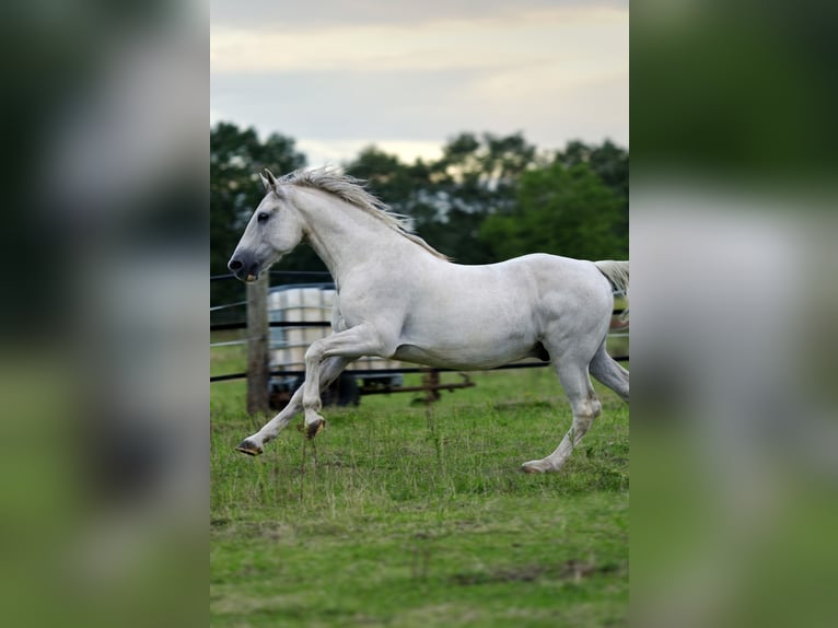 Lipizzaner Mix Ruin 9 Jaar 152 cm Schimmel in Wenzendorf