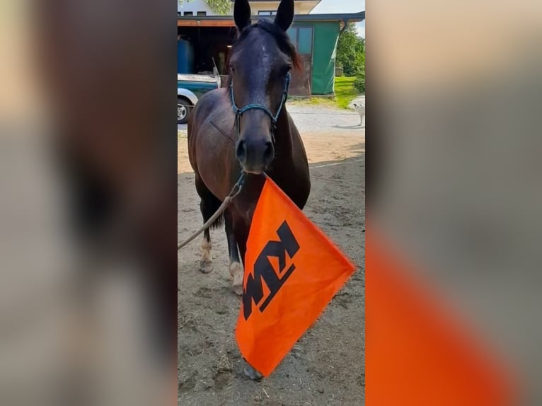 Lipizzaner Mix Ruin 9 Jaar 155 cm Appelschimmel in Irdning