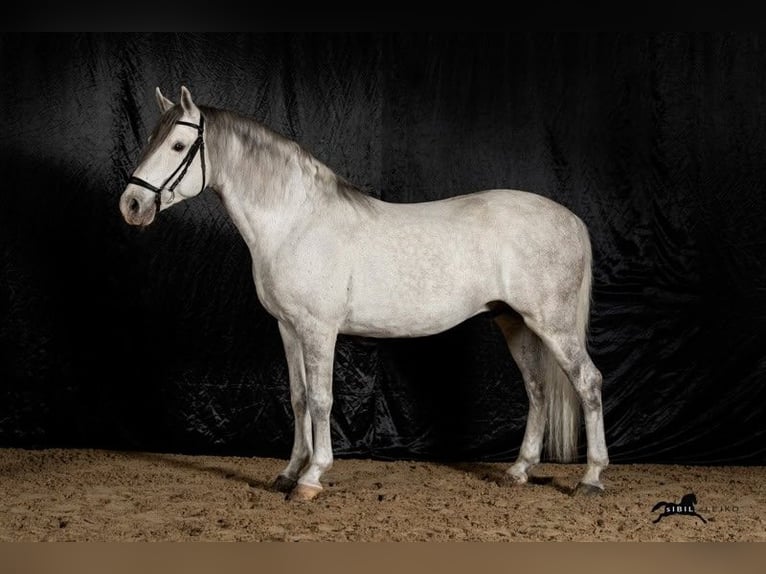 Lipizzaner Ruin 9 Jaar 157 cm Schimmel in Se&#x17E;ana, KOBILARNA LIPICA, Lipica 5