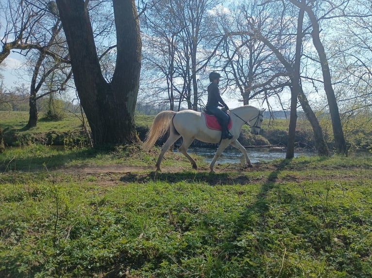 Lipizzaner Ruin 9 Jaar 158 cm Schimmel in Gorlitz