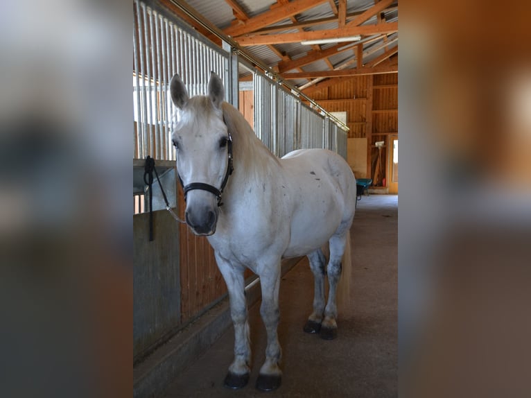 Lipizzaner Mix Ruin 9 Jaar 160 cm Vliegenschimmel in Wessobrunn
