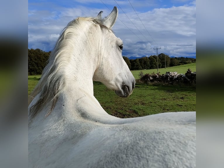 Lipizzaner Mix Ruin 9 Jaar 160 cm Vliegenschimmel in Wessobrunn