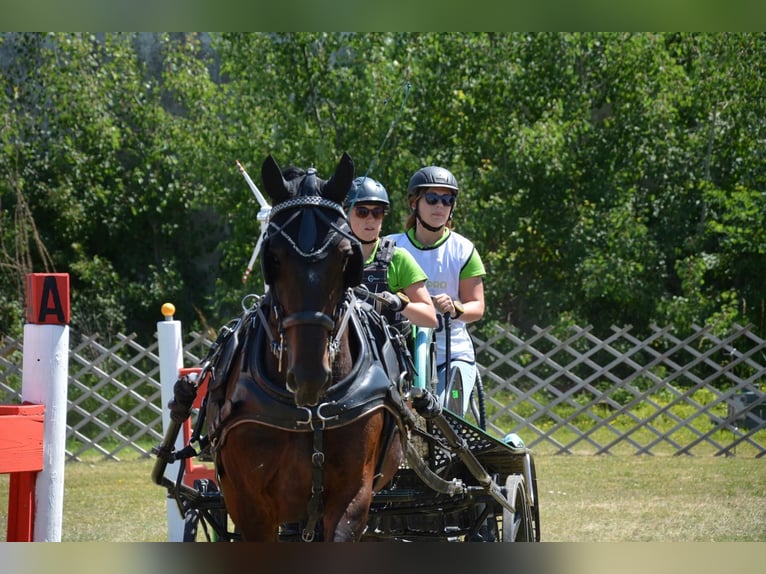 Lipizzaner Ruin 9 Jaar 163 cm Zwart in Guntersdorf