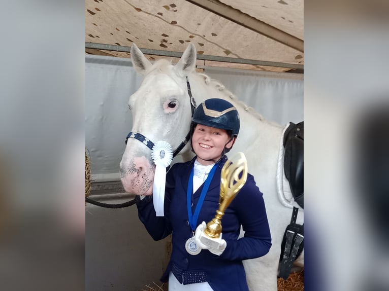 Lipizzaner Stallion 14 years 15,2 hh Gray in Ferlach