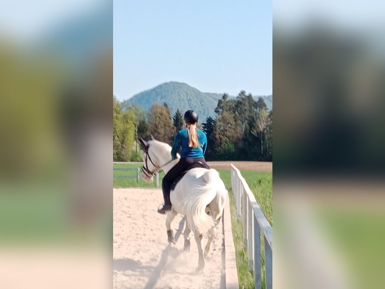 Lipizzaner Stallion 14 years 15,2 hh Gray in Ferlach