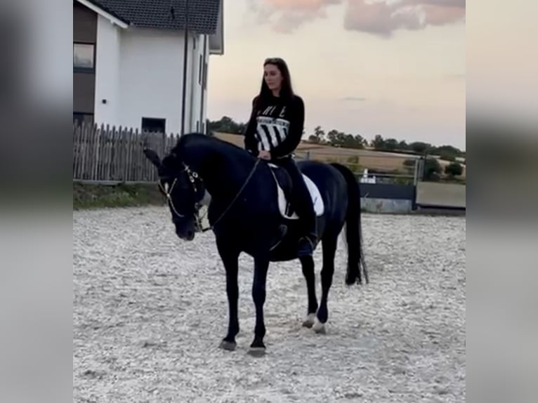 Lipizzaner Stallion 18 years 15,1 hh Black in Schleiden