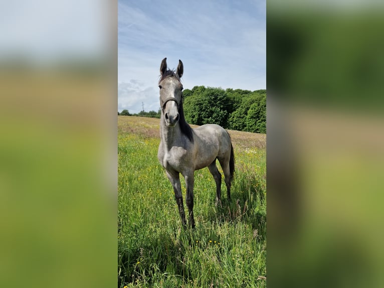 Lipizzaner Stallion 1 year 14.1 hh Grey in Jurovski Dol