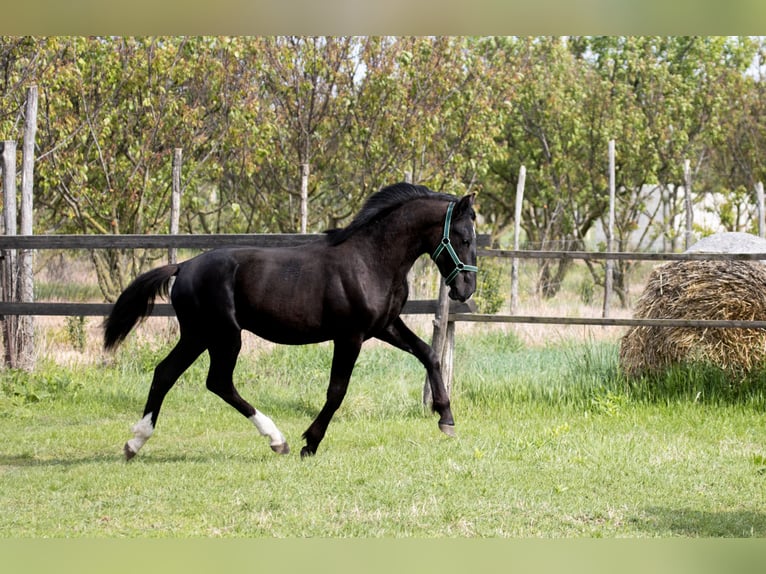 Lipizzaner Stallion 1 year 14,2 hh Black in Úrhida
