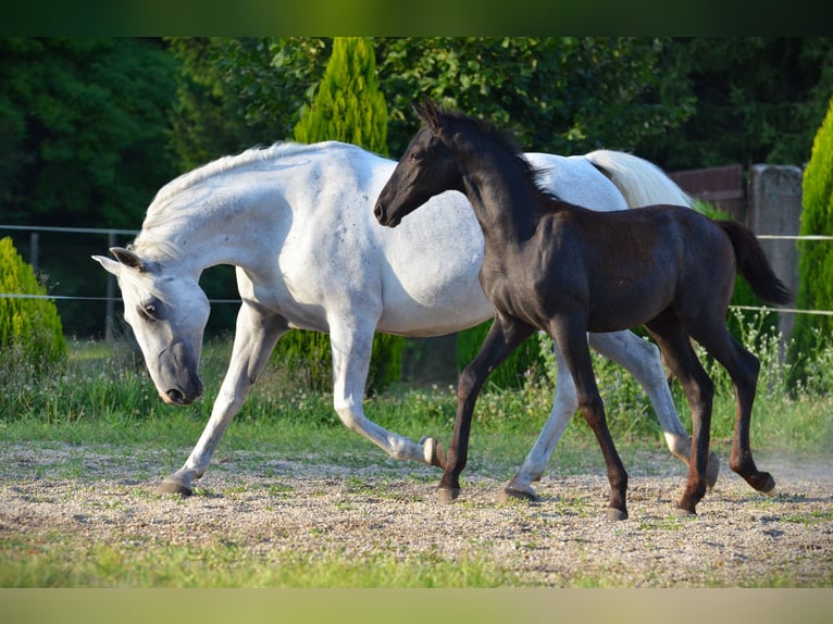 Lipizzaner Stallion 1 year 15,2 hh Grey in Ptuj