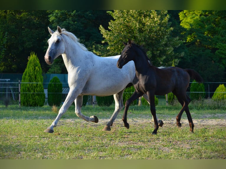 Lipizzaner Stallion 1 year 15,2 hh Grey in Ptuj