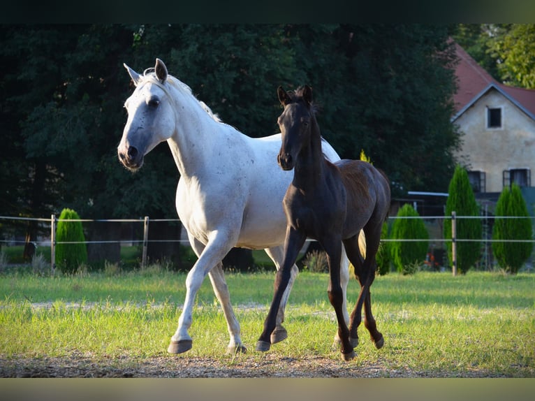 Lipizzaner Stallion 1 year 15,2 hh Grey in Ptuj