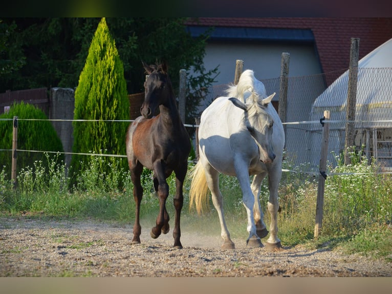 Lipizzaner Stallion 1 year 15,2 hh Grey in Ptuj